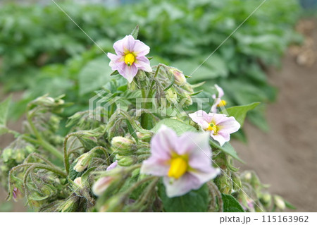 じゃがいもの花 じゃがいもの花 115163962
