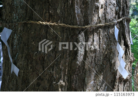 神木（銀杏） 115163973