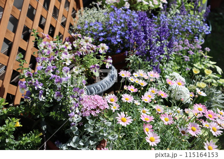 裏庭の青い花の寄せ植え&寄せ鉢 裏庭の青い花の寄せ植え&寄せ鉢 115164153