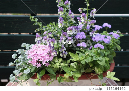 パステルカラーの花の寄せ植え 115164162