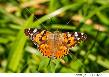 ヒメアカタテハ 115164198