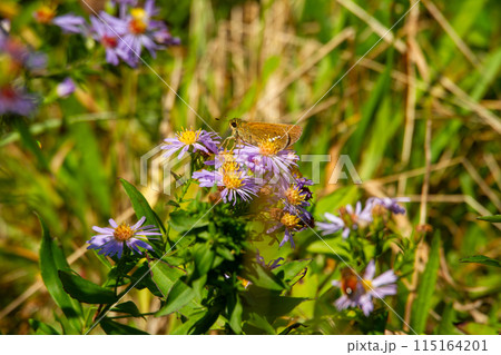 イチモンジセセリ 115164201