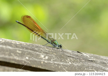 カワトンボ カワトンボ 115164423