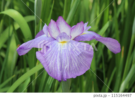 水辺や湿地に見られるアヤメ科の花菖蒲 水辺や湿地に見られるアヤメ科の花菖蒲 115164497