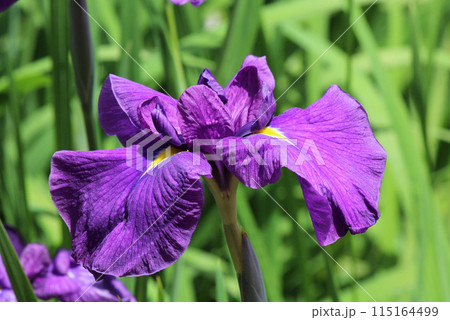 水辺や湿地に見られるアヤメ科の花菖蒲 水辺や湿地に見られるアヤメ科の花菖蒲 115164499