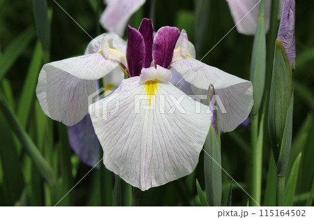 水辺や湿地に見られるアヤメ科の花菖蒲 水辺や湿地に見られるアヤメ科の花菖蒲 115164502