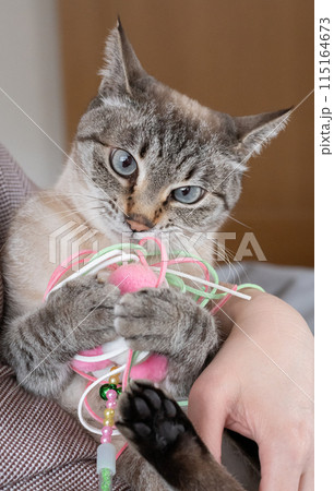 おもちゃで遊ぶ猫 おもちゃで遊ぶ猫 115164673