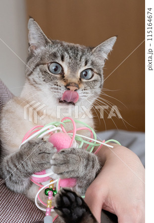おもちゃで遊ぶ猫 おもちゃで遊ぶ猫 115164674