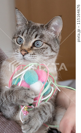おもちゃで遊ぶ猫 おもちゃで遊ぶ猫 115164676