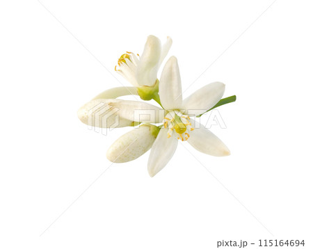 Orange tree flowers and buds bunch isolated on white 115164694