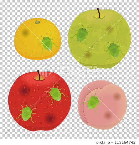 カメムシの被害にあった果樹のイラスト 115164742