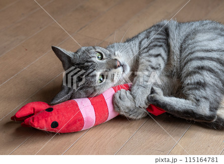 ぬいぐるみで遊ぶ猫　　サバトラ猫 115164781