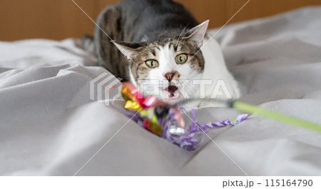 おもちゃで遊ぶ猫　キジトラ猫 115164790