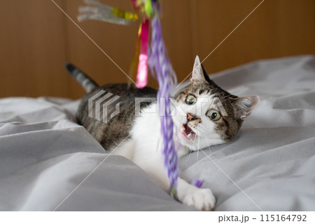 おもちゃで遊ぶ猫　キジトラ猫 115164792