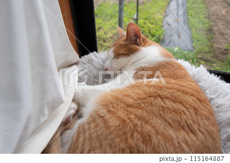 眠る猫 茶トラ白 眠る猫 茶トラ白 115164887