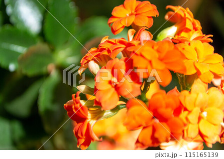 Flowers close-up on the street 115165139