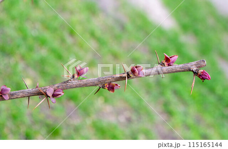 A tree branch with green leaves and the word maple on it 115165144
