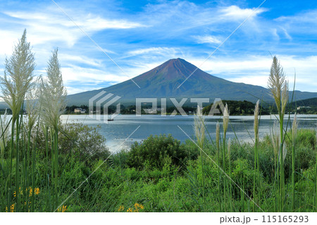 初秋の河口湖大石公園パンパスグラスと富士山の風景　山梨県河口湖町 115165293