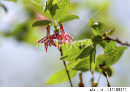 ミヤマウグイスカグラ 115165385