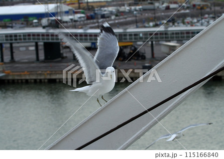 カモメが飛ぶヘルシンキの港湾風景 カモメが飛ぶヘルシンキの港湾風景 115166840