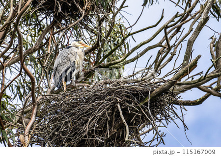 Grey Heron, Ardea cinerea sitting on his nest at Barragem da Povoa e Meadas in Portugal 115167009