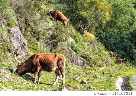 The Cachena cow in Nationalpark Peneda-Geres in North Portugal, a traditional Portuguese mountain cattle 115167011