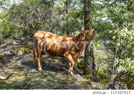 The Cachena cow in Nationalpark Peneda-Geres in North Portugal, a traditional Portuguese mountain cattle 115167013