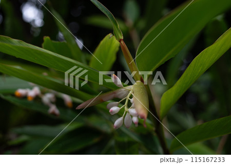 雨粒の残る月桃の葉と蕾 雨粒の残る月桃の葉と蕾 115167233