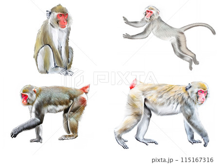 アナログタッチ、手描き風の可愛いニホンザル、猿のイラストセット　申年　年賀状素材　AI生成画像　 115167316