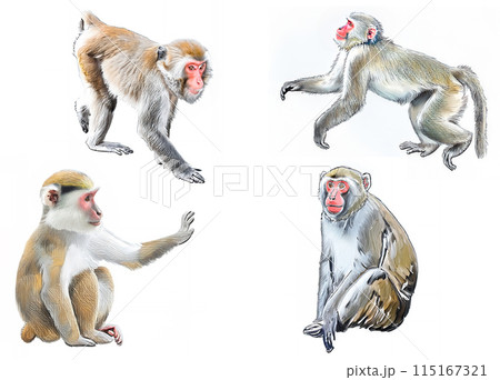 アナログタッチ、手描き風の可愛いニホンザル、猿のイラストセット　申年　年賀状素材　AI生成画像　 115167321