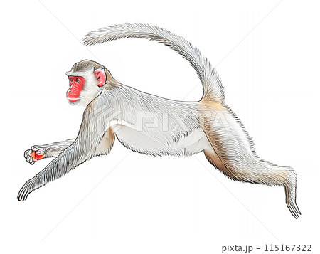 アナログタッチ、手描き風の可愛いニホンザル、猿のイラスト　申年　年賀状素材　AI生成画像　 115167322