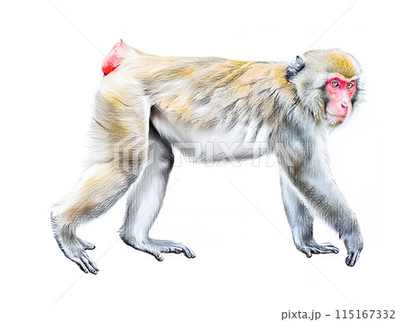 アナログタッチ、手描き風の可愛いニホンザル、猿のイラスト　申年　年賀状素材　AI生成画像　 115167332