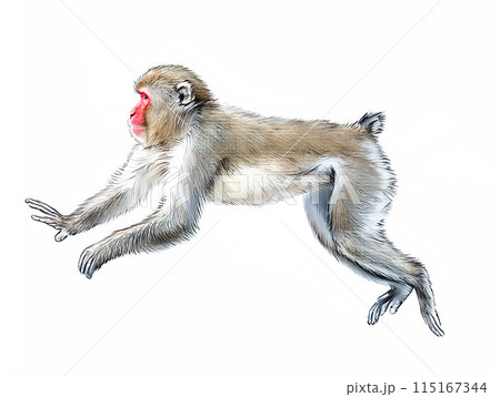アナログタッチ、手描き風の可愛いニホンザル、猿のイラスト　申年　年賀状素材　AI生成画像　 115167344