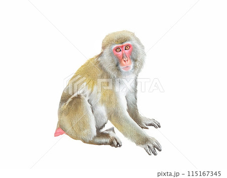 アナログタッチ、手描き風の可愛いニホンザル、猿のイラスト　申年　年賀状素材　AI生成画像　 115167345
