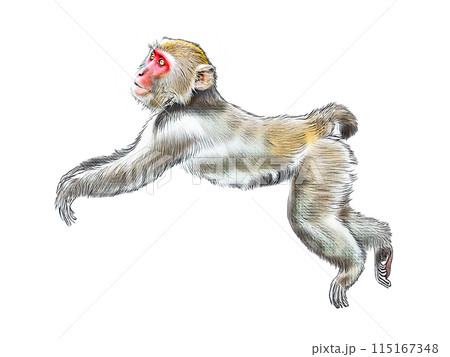 アナログタッチ、手描き風の可愛いニホンザル、猿のイラスト　申年　年賀状素材　AI生成画像　 115167348