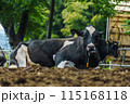 牧場の牛 115168118