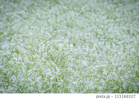 白い花畑 白い花畑 115168327