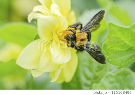 クマバチ クマバチ 115168496