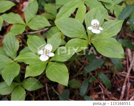 亜寒帯針葉樹林の林床に咲くゴゼンタチバナの白い花 115168551