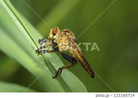 アオメアブ 115168714