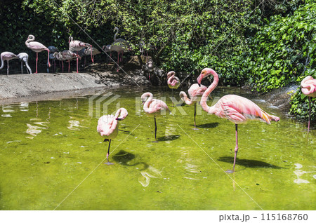 An adult pink flamingo bird stands in a pond among a flock Focus on this bird Macro An adult pink flamingo bird stands in a pond among a flock Focus on this bird Macro 115168760