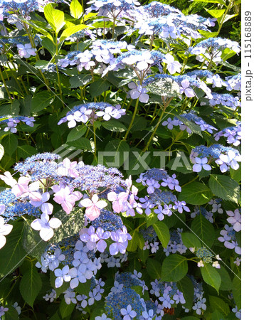 青いガクアジサイ 青いガクアジサイ 115168889