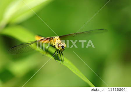 水辺近くの畦に黄色いハラビロトンボのメス(自然光+望遠マクロ接写写真) 水辺近くの畦に黄色いハラビロトンボのメス(自然光+望遠マクロ接写写真) 115168964