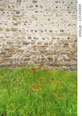 Green wild grass with a few red poppies against the background of an old fortress stone wall Vertical photo 115168984