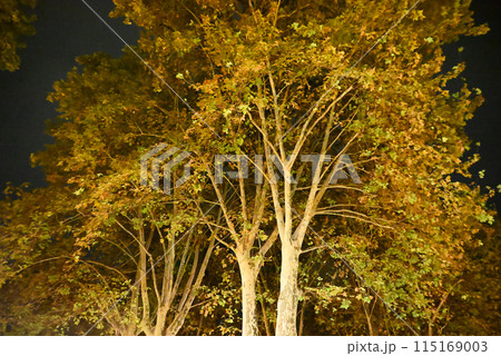 ビルバオ市内の夜の樹木 115169003