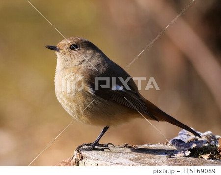冬の陽を浴びるジョウビタキ(メス) 115169089
