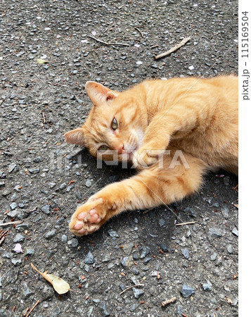 福岡　いこいの森　キジトラ柄の野良猫 115169504