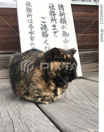 福岡 櫛田宮の猫 福岡 櫛田宮の猫 115169505