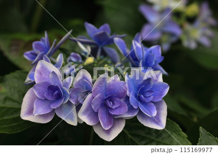 アジサイ 115169977