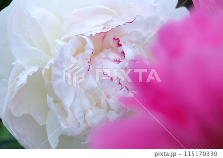 芍薬 ラテンドール (高知県 春野町) 芍薬 ラテンドール (高知県 春野町) 115170330
